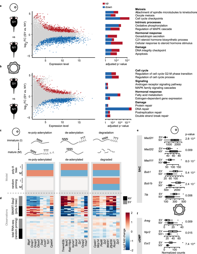 Fig. 2: Superovulation disrupts the expression of genes involved in oocyte maturation.