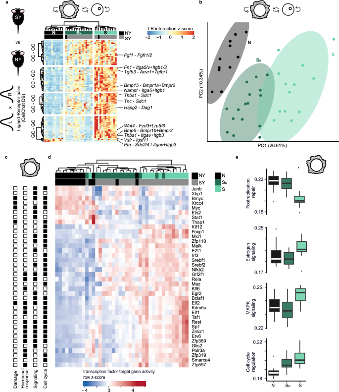 Fig. 3: Superovulation dysregulates ligand-receptor expression and transcription factor activity in cumulus-oocyte complexes.