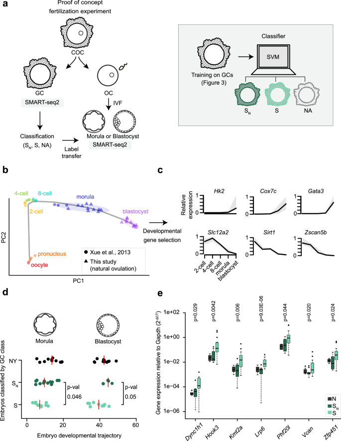 Fig. 4: Pre-implantation embryo quality prediction from granulosa cells.