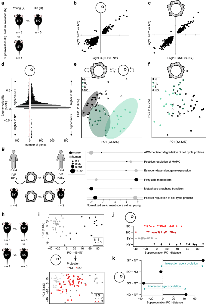 Fig. 5: Superovulation and aging lead to similar but non-additive transcriptional changes in cumulus-oocyte complexes.