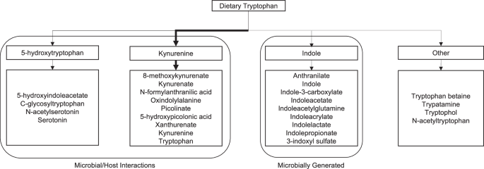 Fig. 1: Metabolites within the tryptophan pathway.