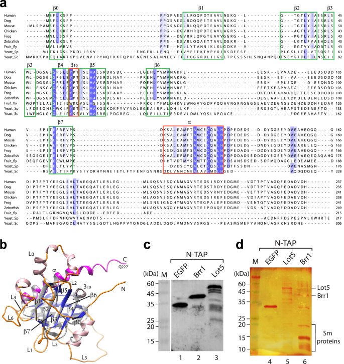 Fig. 1: Alignment of Lot5 with pICln homologs and identification of proteins interacting with Lot5 and Brr1.