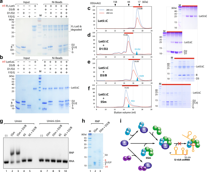 Fig. 3: Lot5 acts as a pICln homolog in interacting with the Sm subcomplexes and snRNA.