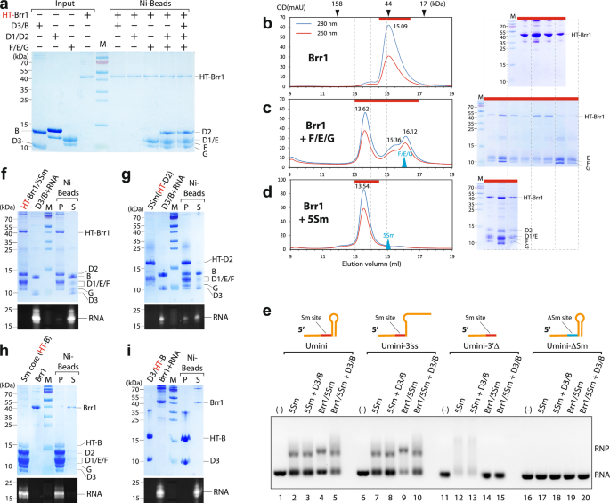 Fig. 4: Brr1 acts like Gemin2/SMNGe2BD in interacting with the Sm subcomplexes and snRNA.