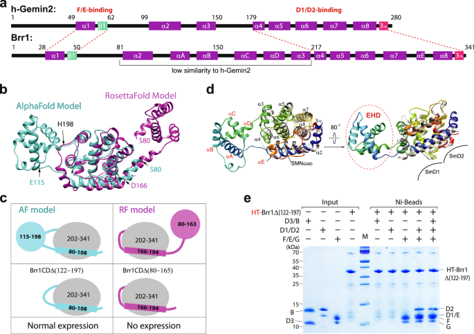 Fig. 5: Characterization of the Brr1 structure.