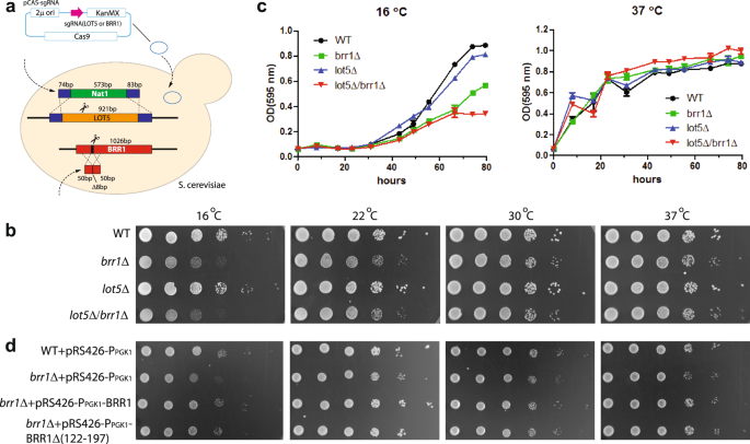Fig. 7: Disruption of genes LOT5 and BRR1 in S. cerevisiae causes mild growth retardation.