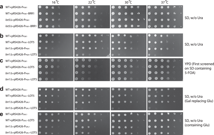 Fig. 8: Overexpression of gene LOT5 in S. cerevisiae inhibits cell growth.