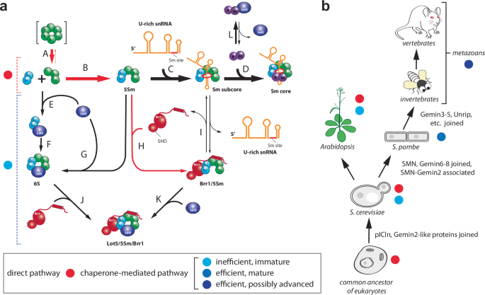 Fig. 9: Models of Sm core assembly mechanism in S. cerevisiae and evolution of assembly chaperones.