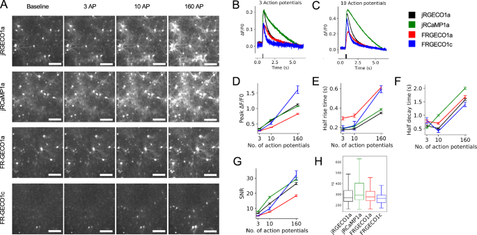 Fig. 2: Performance of FR-GECO1 variants in cultured neurons.
