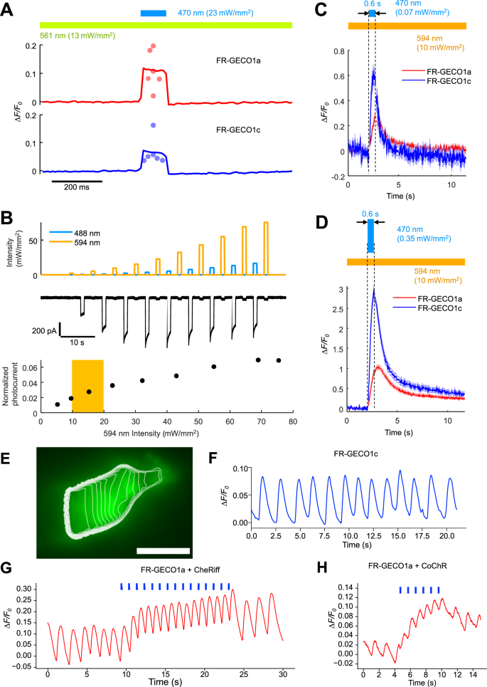 Fig. 4: Ca2+ optopatch for all-optical electrophysiology in cultured neurons and in zebrafish embryonic heart in vivo.