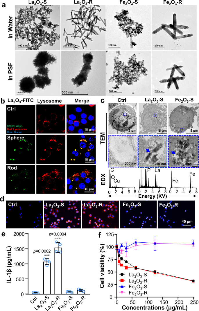 Fig. 2: Biotransformation and adverse effects of La2O3 in cells.