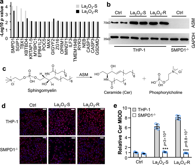 Fig. 3: Identification of SMPD1 as a key gene in La2O3-induced cytotoxicity.