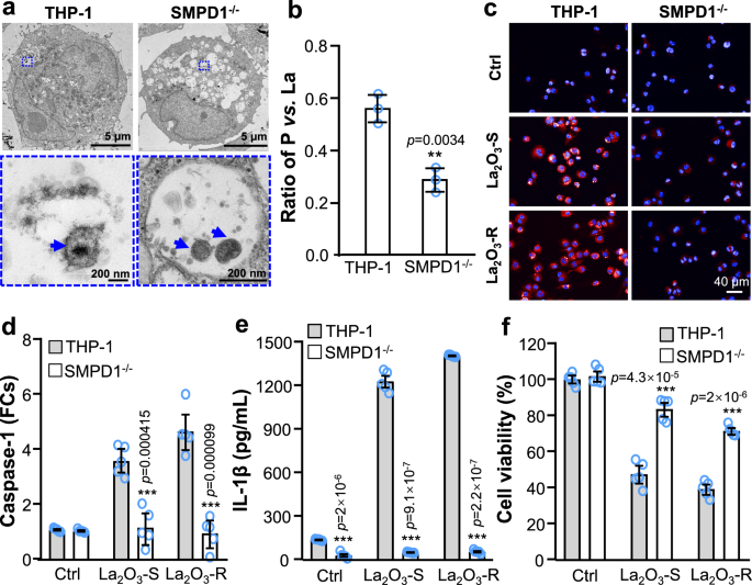 Fig. 4: Regulatory role of SMPD1 in biotransformation and cytotoxicity of La2O3 NPs.