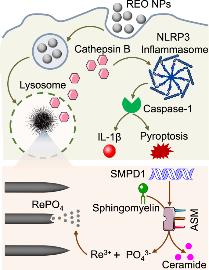 Fig. 6: Schematic illustration of the genetic regulation pathway in rare earth oxide (REO) NPs biotransformation and toxicity.