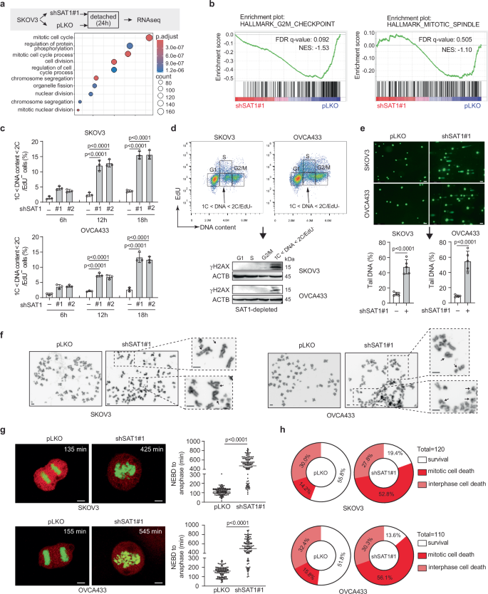 Fig. 3: SAT1 protected cells from mitotic catastrophe upon detachment.