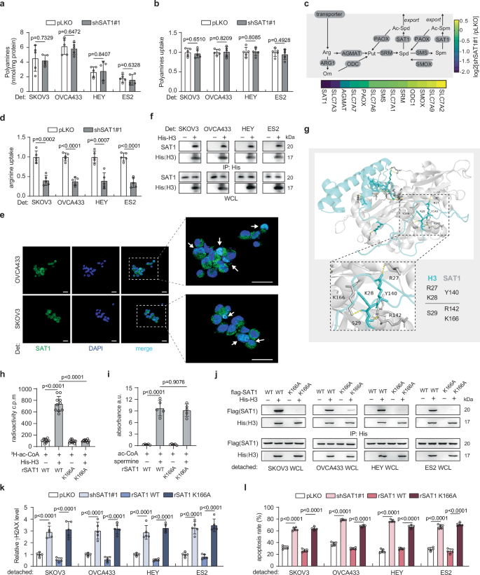 Fig. 5: SAT1 directly acetylated H3K27 to regulate H3K27ac.
