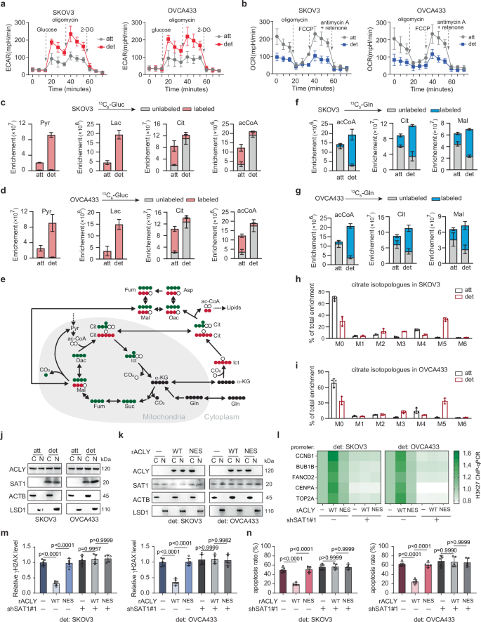 Fig. 6: SAT1 acetylation of H3K27ac depended on reductive carboxylation of glutamine.