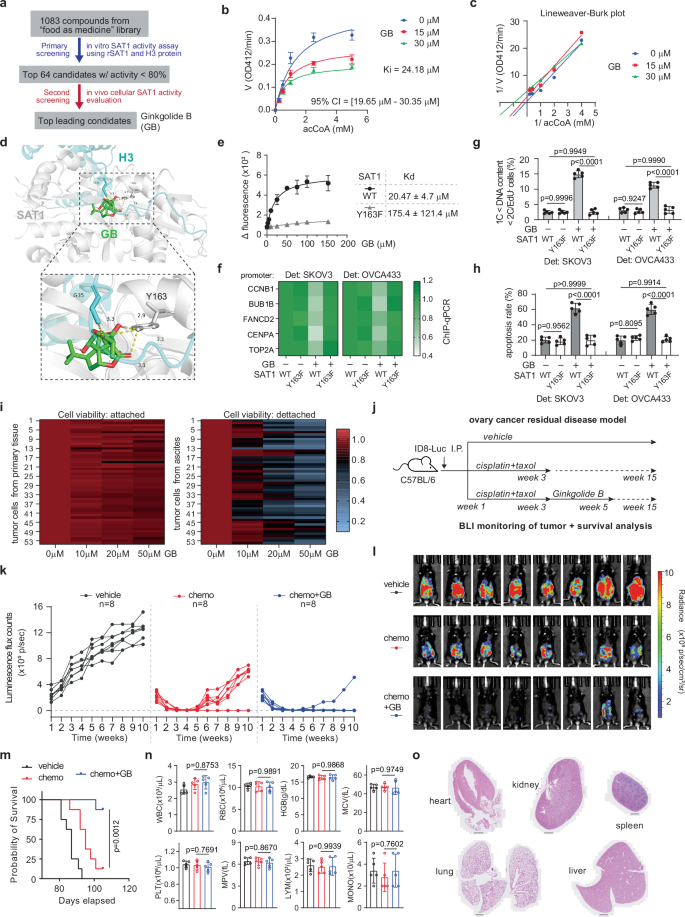 Fig. 7: Ginkgolide B was identified as an SAT1 inhibitor and reduced peritoneal metastasis as a maintenance therapy.