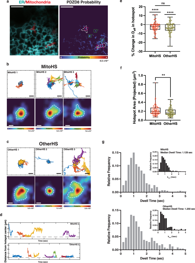 Fig. 1: PDZD8 shows hotspots in close proximity to mitochondria by high-speed single molecule tracking.