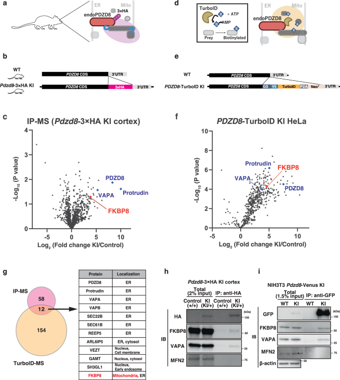 Fig. 2: Proteomics screening identified a PDZD8–FKBP8 protein complex.