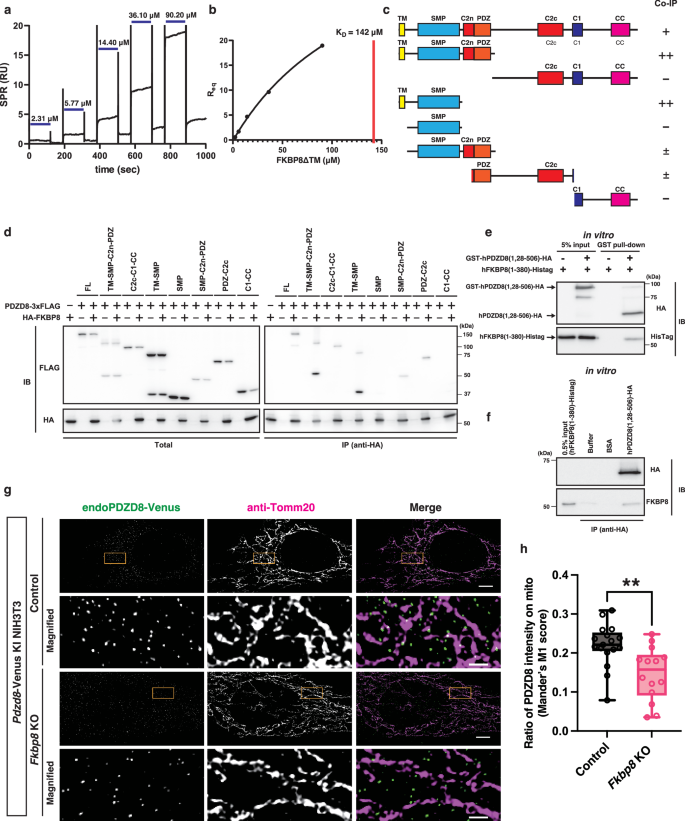 Fig. 3: A direct binding partner FKBP8 is required for PDZD8 to be recruited on mitochondria.