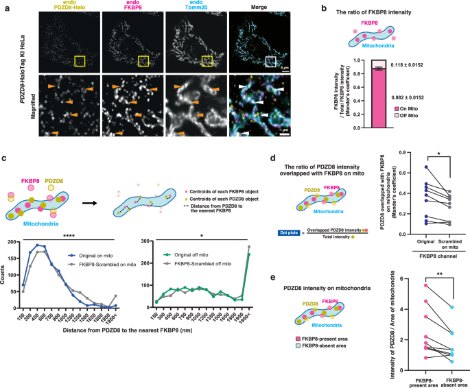 Fig. 5: Endogenous PDZD8 and FKBP8 colocalize on mitochondria.