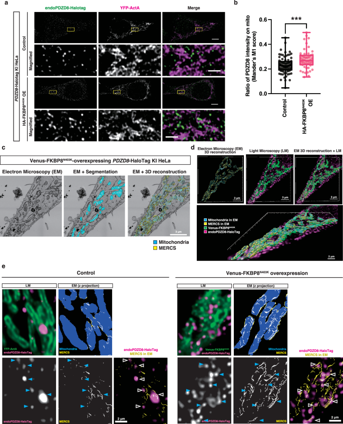 Fig. 6: Overexpression of the mitochondrial FKBP8 recruits endogenous PDZD8 to the mitochondrial proximity.