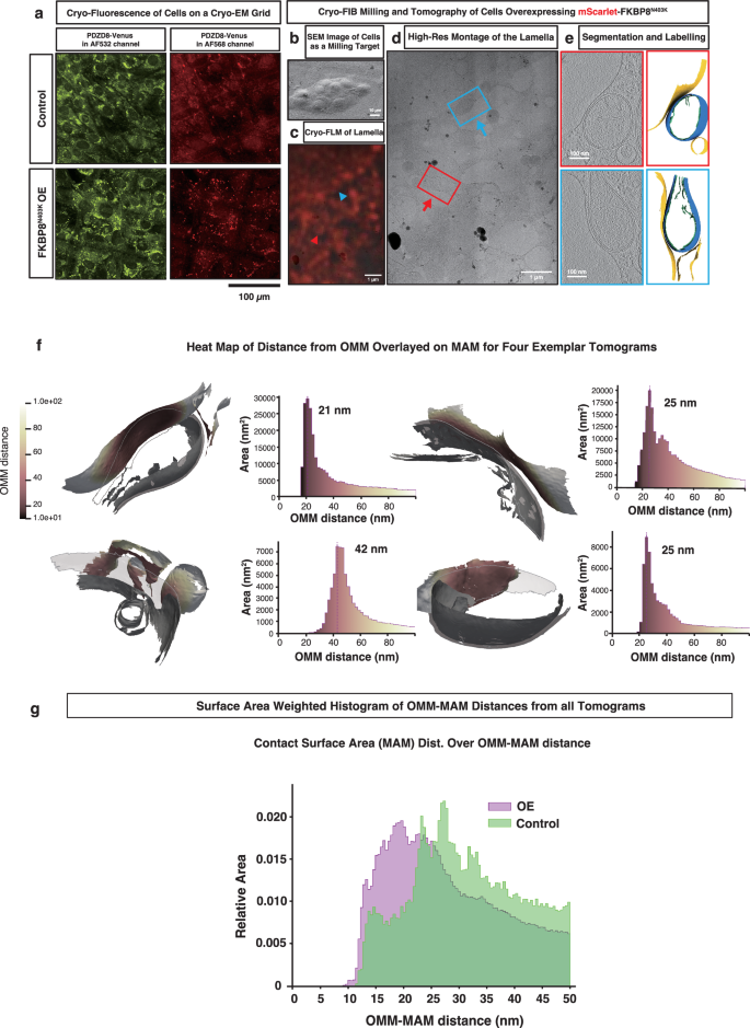 Fig. 7: Overexpression of the mitochondrial FKBP8 narrows the MAM–OMM distance.