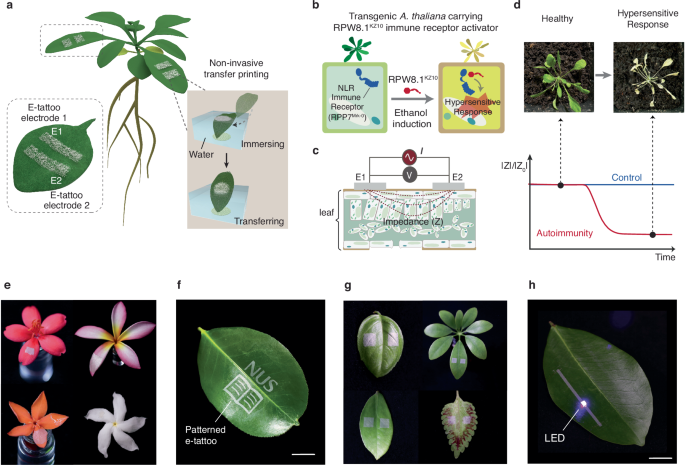 Fig. 1: Ultrathin, substrate-free, and highly conductive e-tattoo for continuous immune response monitoring.