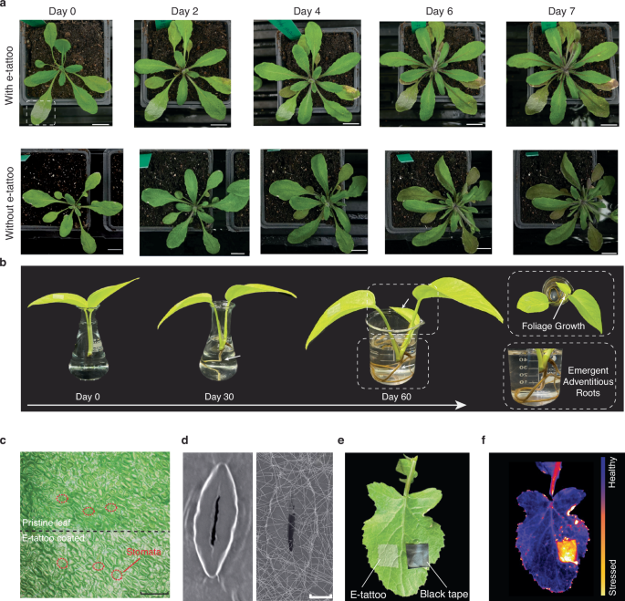 Fig. 2: Biocompatibility test of the e-tattoo on different plant species.