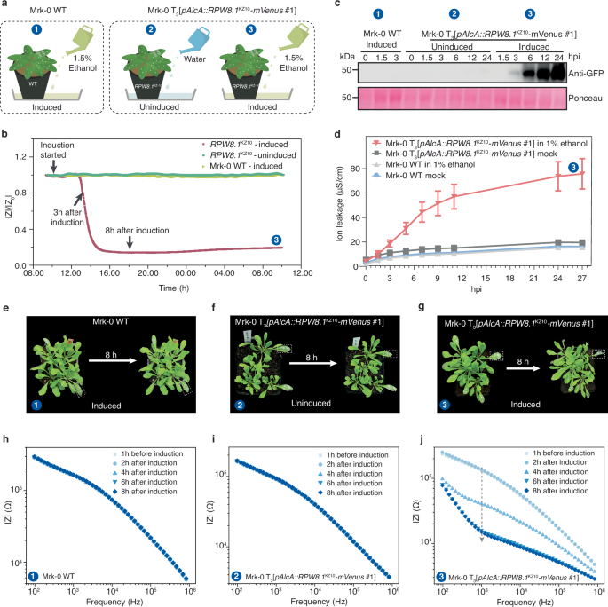 Fig. 5: Transgenic A. thaliana autoimmune response monitoring using plant e-tattoo.