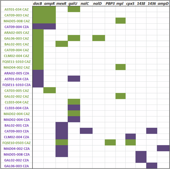 Fig. 3: Diagram showing the genomic background dependence of the acquisition of ceftazidime and ceftazidime-avibactam resistance variations in clinical strains of P. aeruginosa.