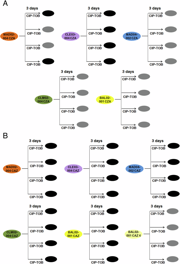 Fig. 5: Diagram showing the combination of ciprofloxacin-tobramycin to drive different ceftazidime-avibactam and ceftazidime resistant clinical strains of P. aeruginosa to extinction.