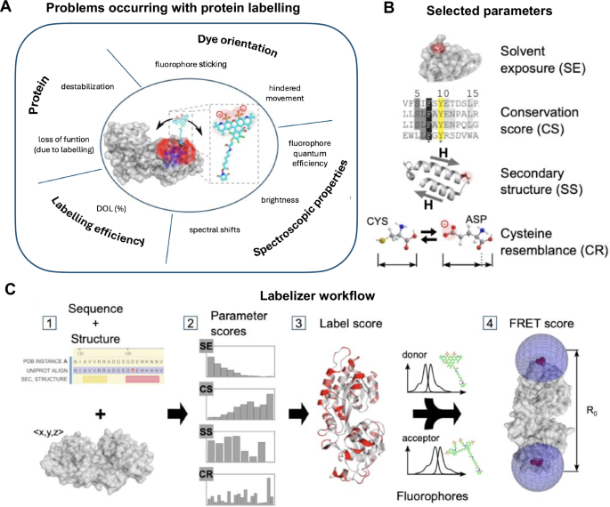Schematic of Labelizer workflow and parameters for selecting labeling sites (Figure 1 from the paper)