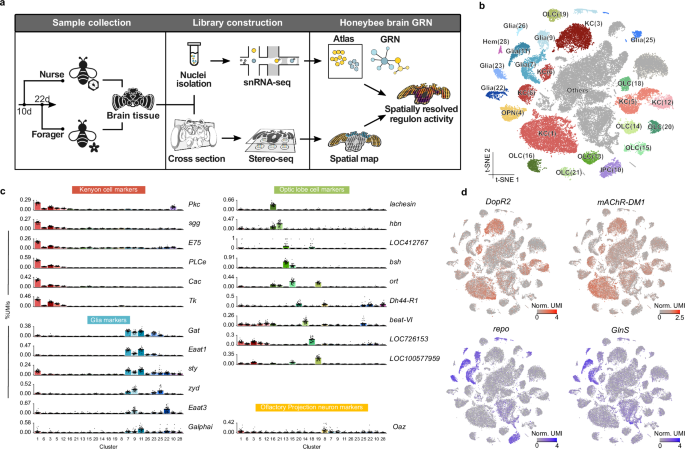 Fig. 1: Cell types of the honeybee worker brains identified by single-nucleus transcriptomes.