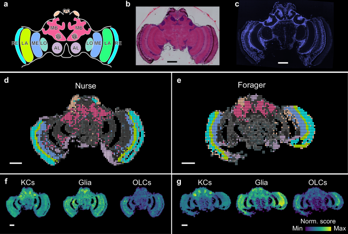 Fig. 2: Spatial transcriptomic atlas of the brain sections of nurse and forager bees revealed subclusters in anatomical regions.
