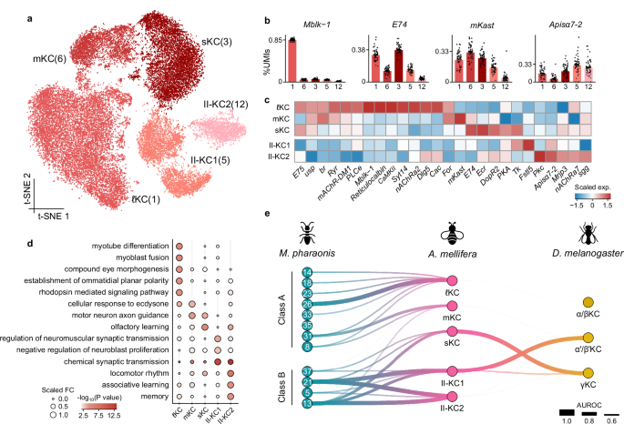 Fig. 3: Subclustering of Kenyon cells from honeybee worker brains.