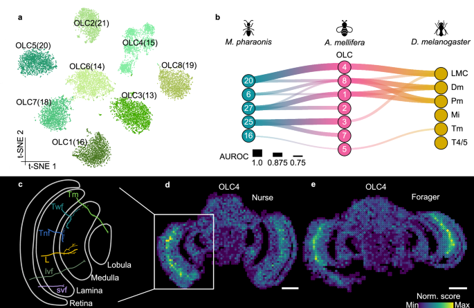 Fig. 4: Subclustering of optic lobe cells from honeybee worker brains.
