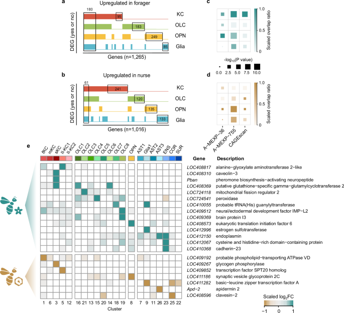 Fig. 5: Worker castes in honeybees induce changes in brain cell populations and gene expression profiles.