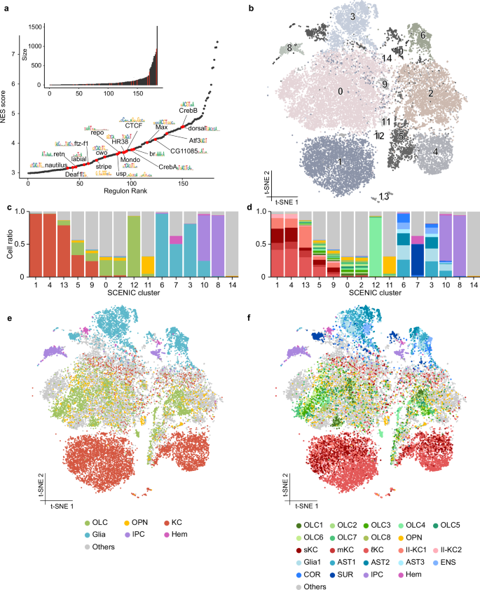 Fig. 6: Gene regulatory networks underlie different cell types.