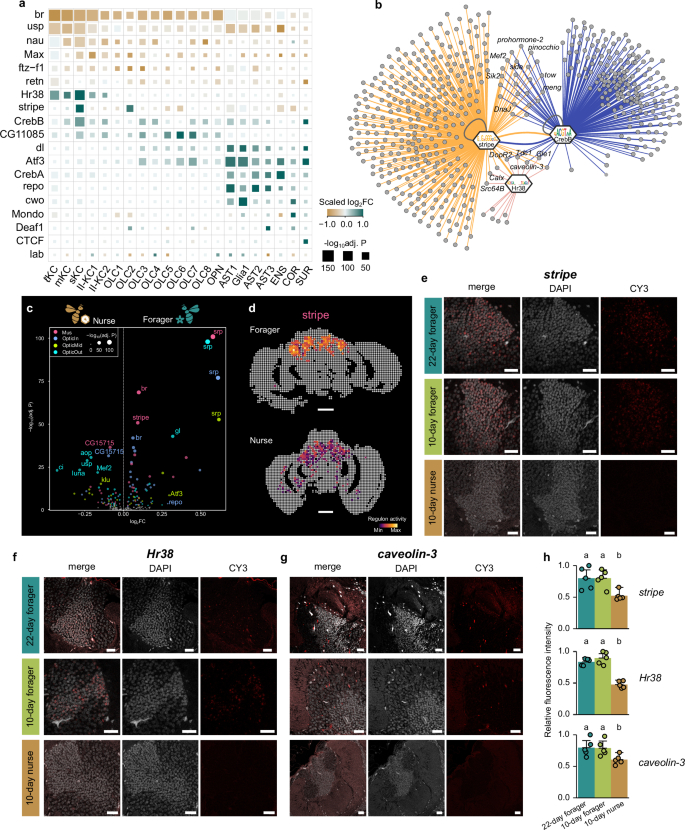 Fig. 7: Spatial heterogeneity of the gene regulatory networks in the honeybee brain associated with behavioral maturation.
