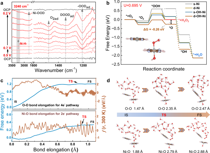 Fig. 5: The insights on oxygen reduction reaction for Ni-BTA.