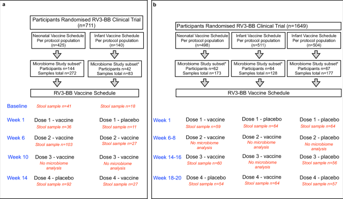 Fig. 1: RV3-BB Microbiome Study Participant Flow and Vaccine Schedule Flow.