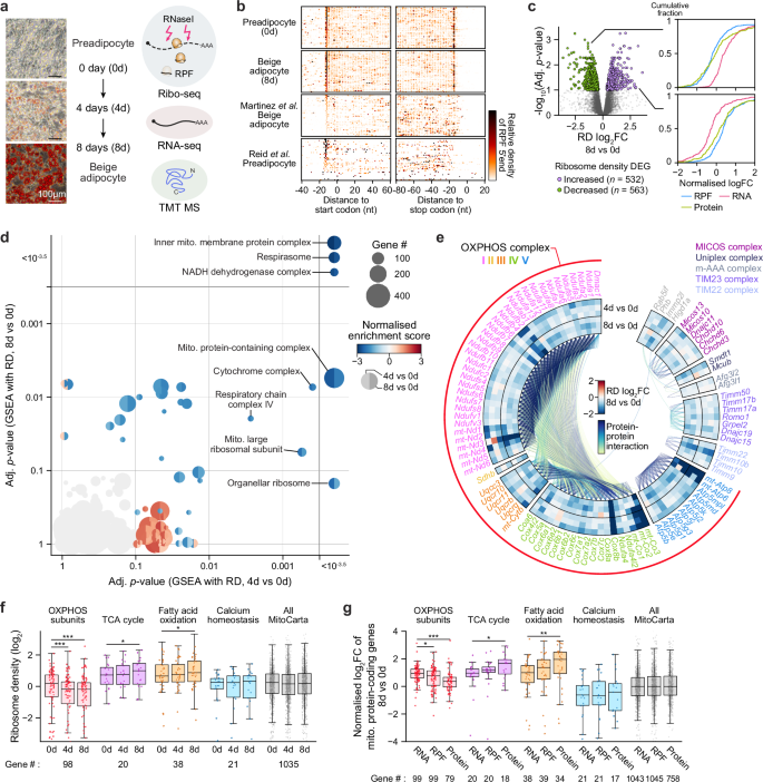 Fig. 1: Decreased density of translating ribosomes on OXPHOS complex-coding mRNAs during beige adipocyte differentiation.