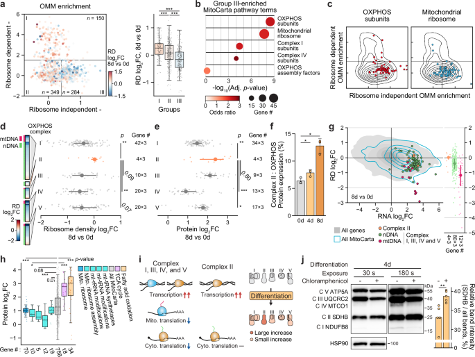 Fig. 2: Suppressed translation of mitochondrial genes leading to selectively attenuated expression of OXPHOS complexes.