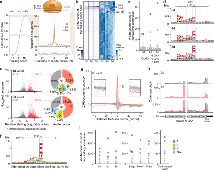 Fig. 4: Pan-adipocyte stalling of elongating ribosomes by A-site glutamate codons.