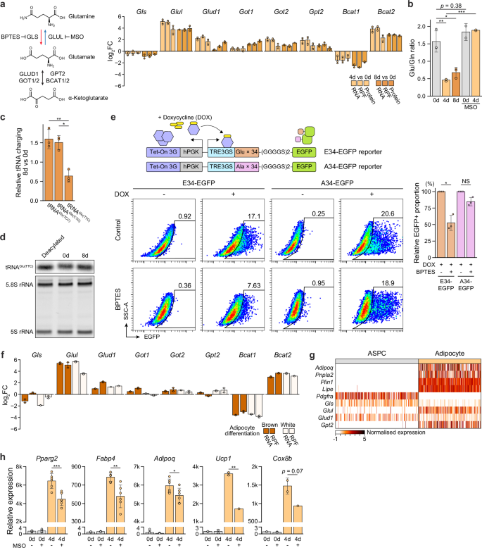Fig. 5: Decreases in intracellular glutamate levels and glutamate tRNA charging during adipocyte differentiation.