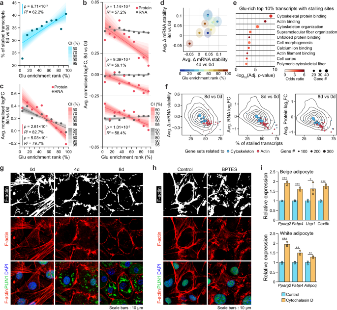 Fig. 6: Promotion of cytoskeleton disassembly during adipocyte differentiation by decreased protein production and mRNA stability of Glu-rich protein-coding genes.