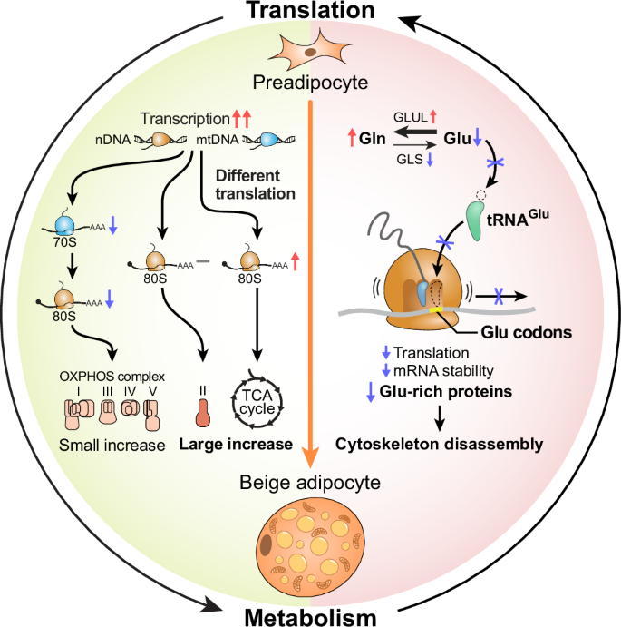 Fig. 7: Model of reciprocal regulation between metabolism and translation during beige adipocyte differentiation.
