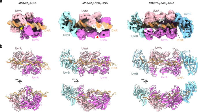 Fig. 2: Cryo-EM structures of MtUvrA2-DNA, MtUvrA2UvrB1-DNA* and MtUvrA2UvrB2-DNA* complexes.